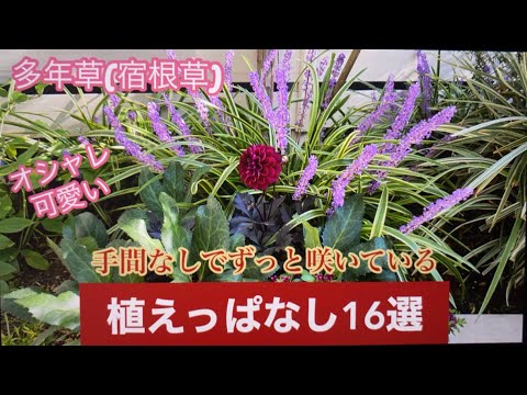 ガーデニング初心者でも絶対に育てられる！ほったらかしで毎年咲く低メンテナンス多年草トップ12