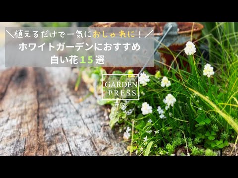 失敗しない！白い宿根草の選び方と育て方のコツ10選