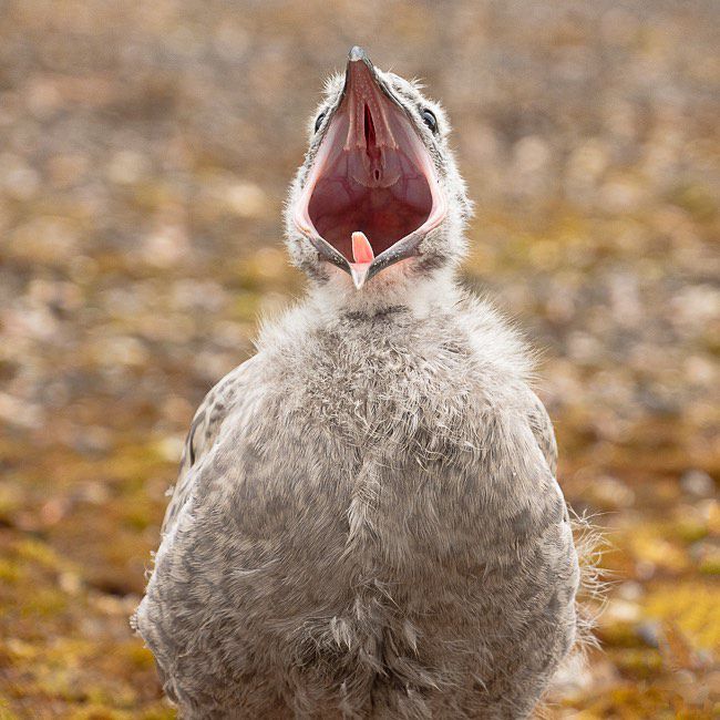 baby bird