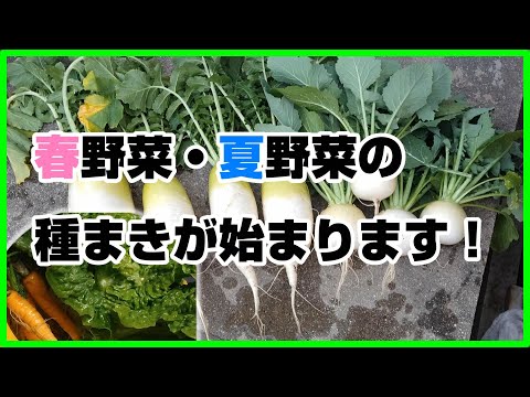 春から始めるプランター栽培、初心者でも失敗しない5つのコツ
