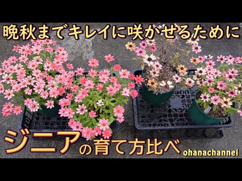 百日草の種まきから開花まで：初心者でもできる育て方のコツ