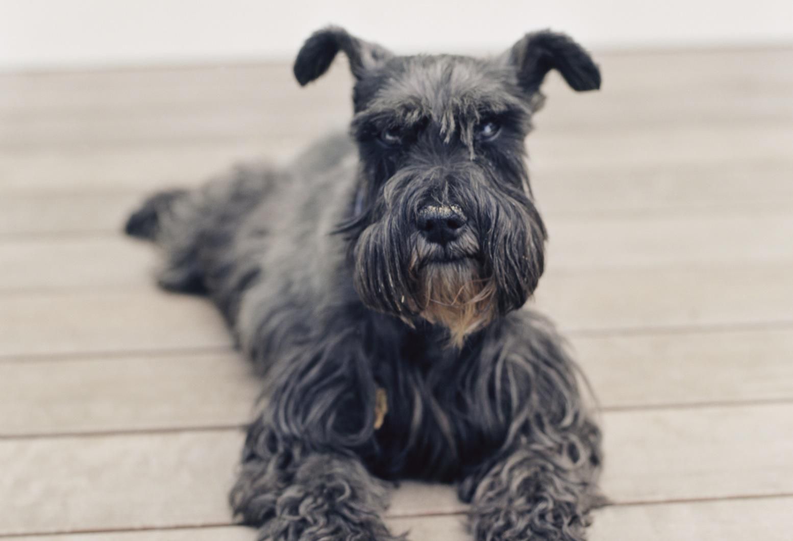 Miniature schnauzer