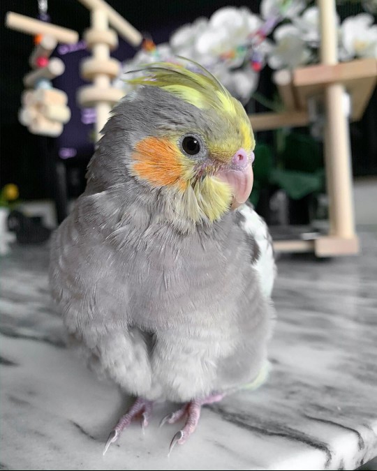 baby cockatiel