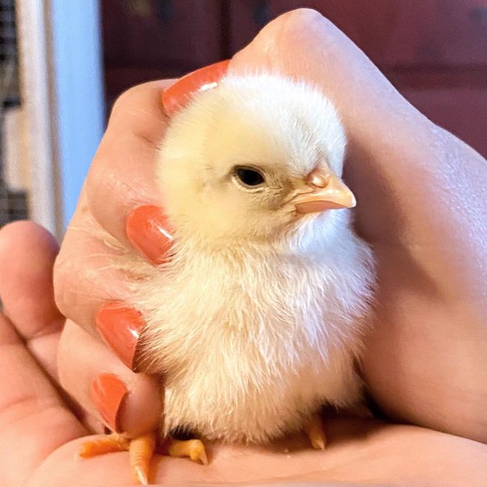 baby chick