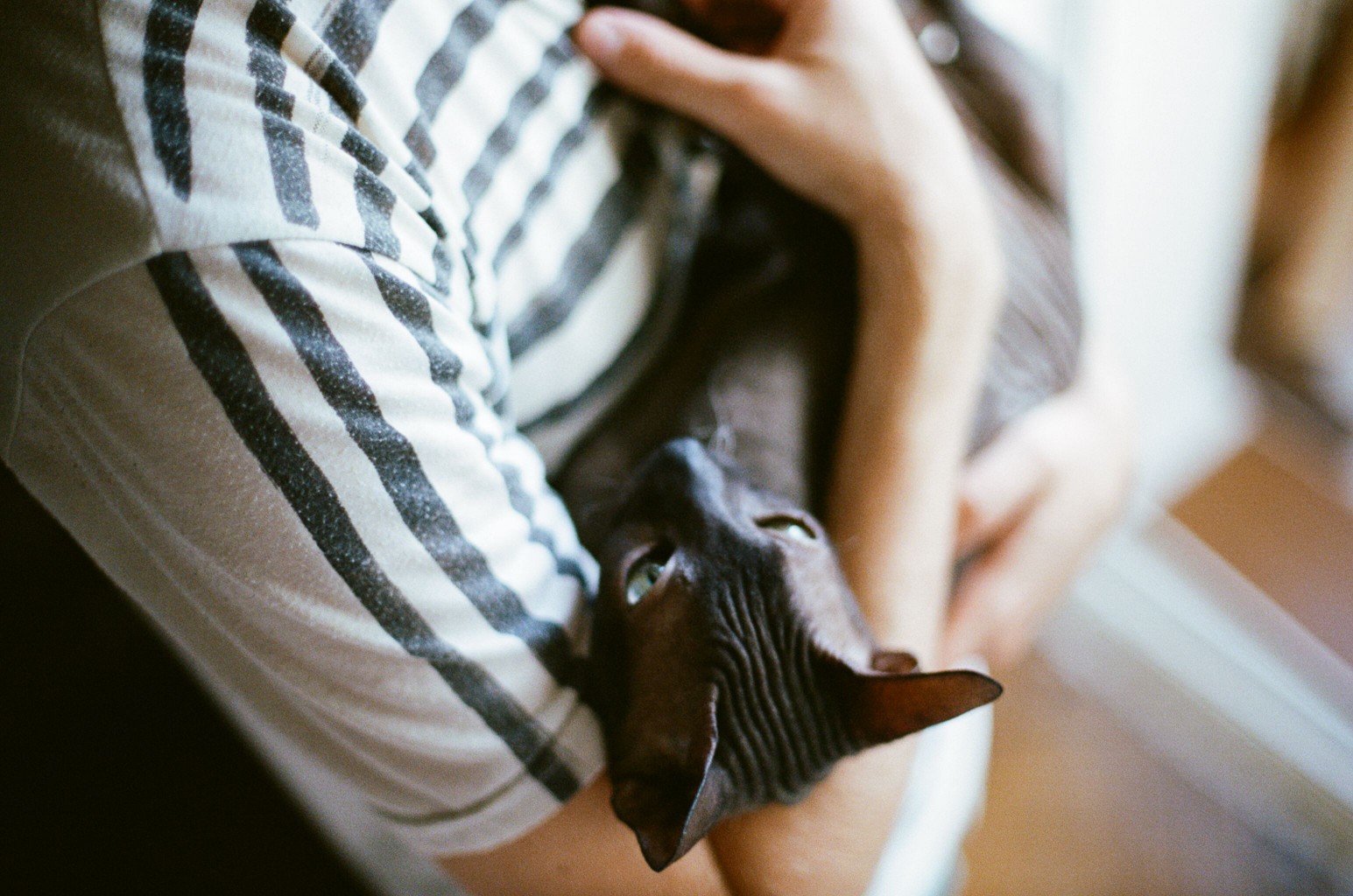 Sphynx cat and owner