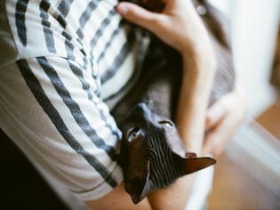 13 Convincingly Cute Sphynx Cats