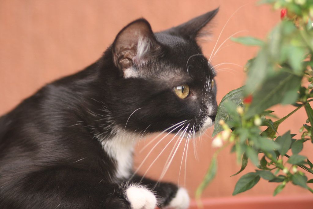 Cat smelling flowers