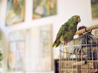 Parrot standing outside a cage.