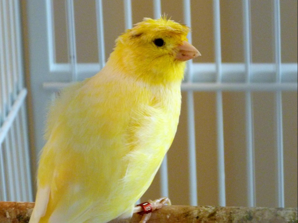 A canary in a white birdcage