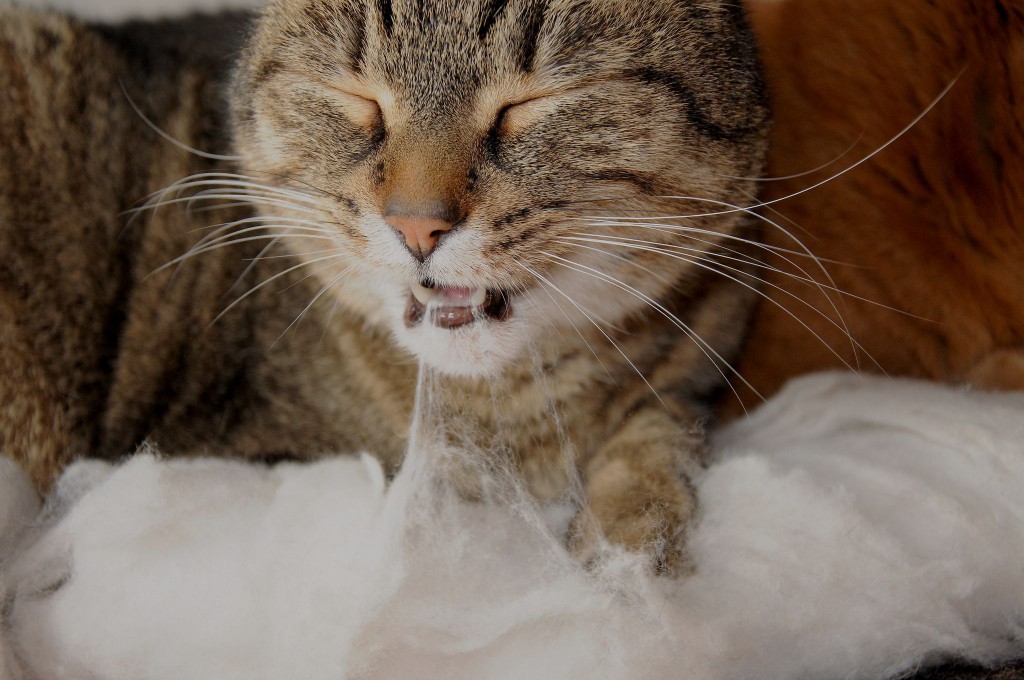 Cat eating batting for fabric.