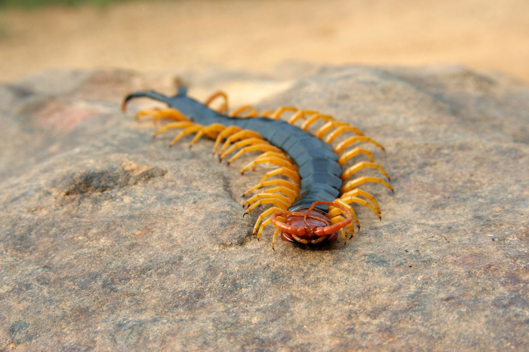 Giant redheaded centipede