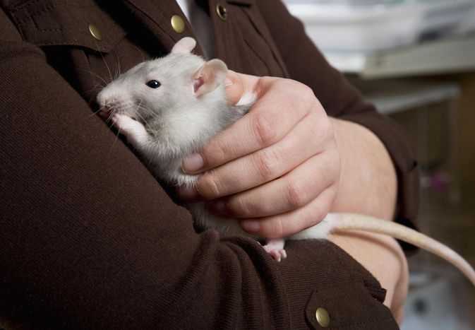How to Care for a Pet Rat