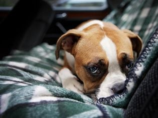 Diarrhea in Puppies