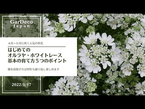 Coastal Leucothoeの育て方と失敗しないコツ【実体験】