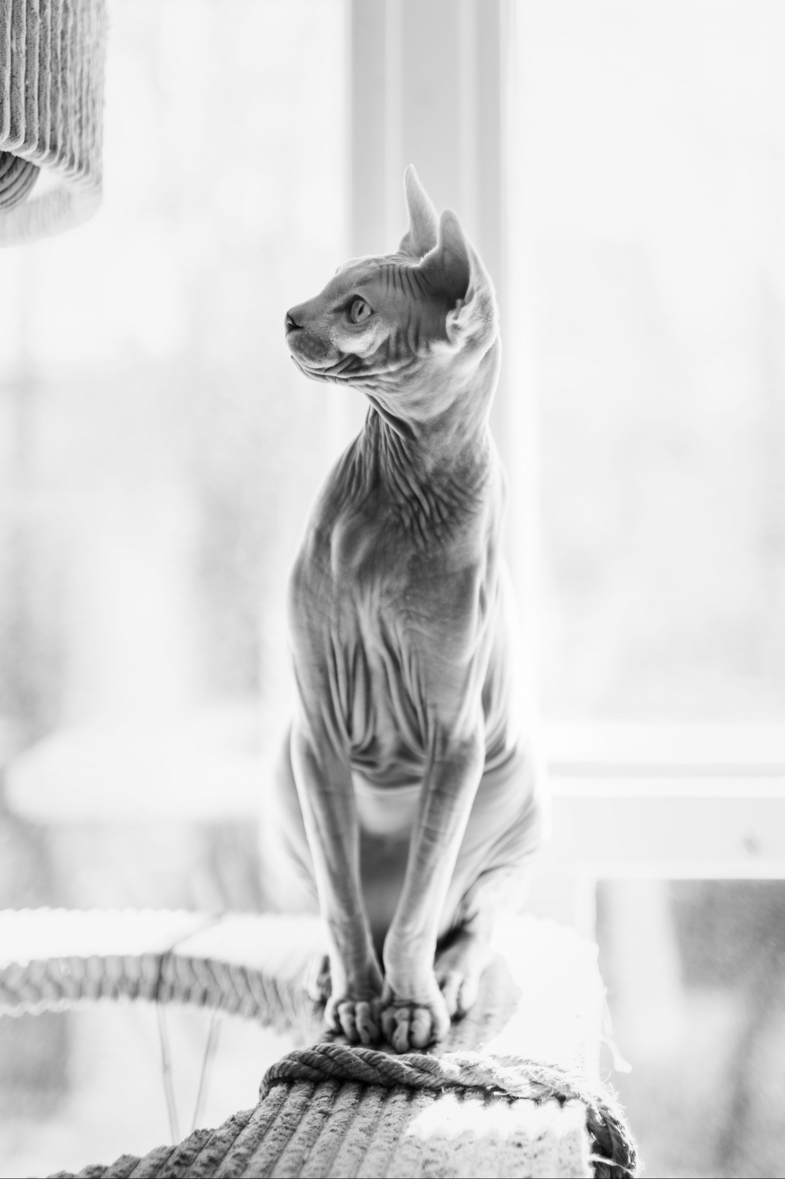 Sphynx cat balance