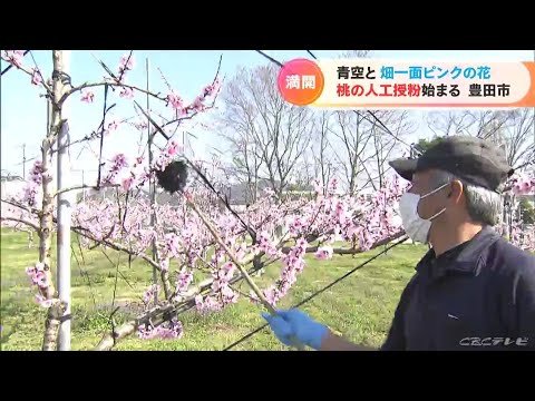 ピンクの花粉媒介者ガーデン3つのルールでミツバチも大喜び