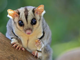 Should You Keep a Sugar Glider as a Pet? Should You Keep a Sugar Glider as a Pet?