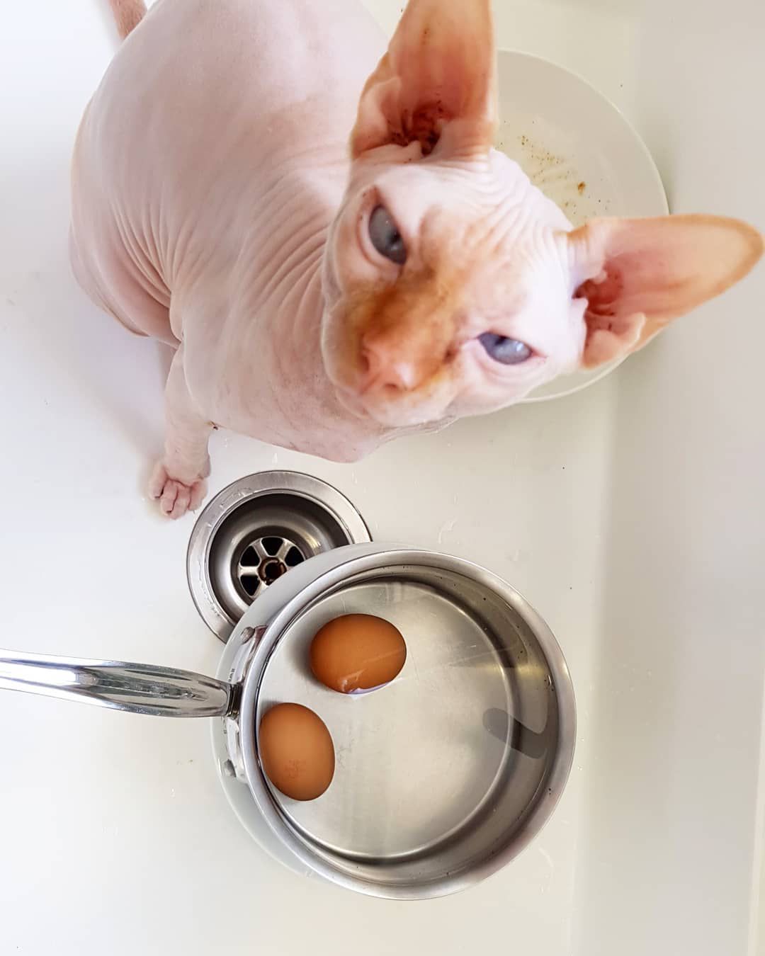 Sphynx cat eating