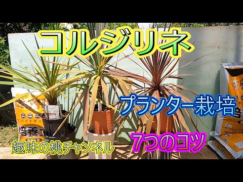 Cordyline indivisaの室内栽培｜失敗しない育て方とコツを伝授