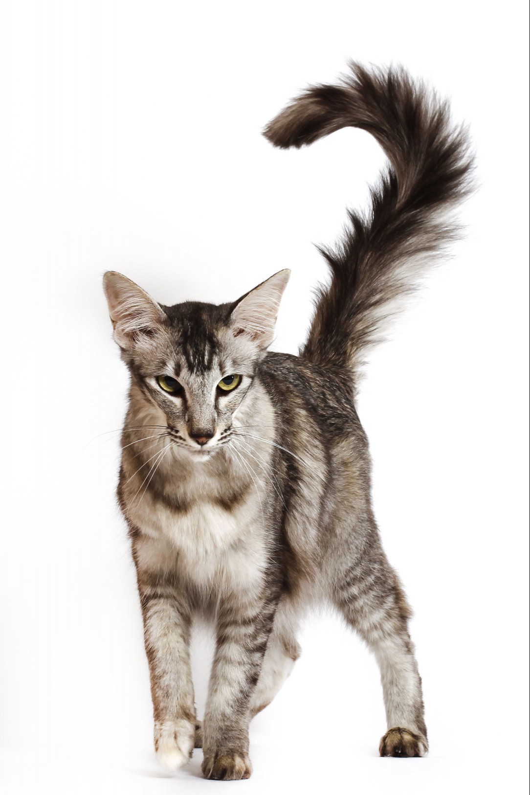 Oriental Longhair distinct tail