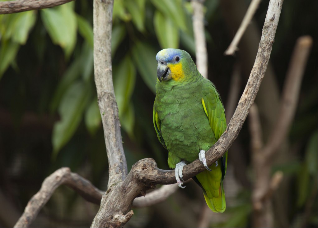 Amazon parrot
