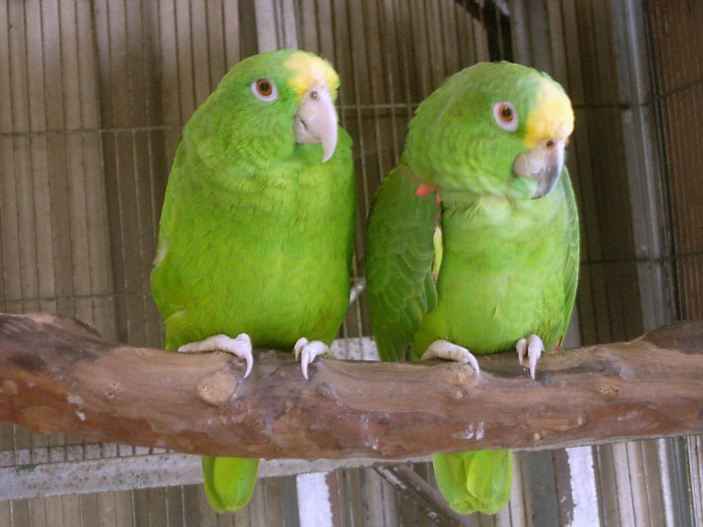 Panama Amazons