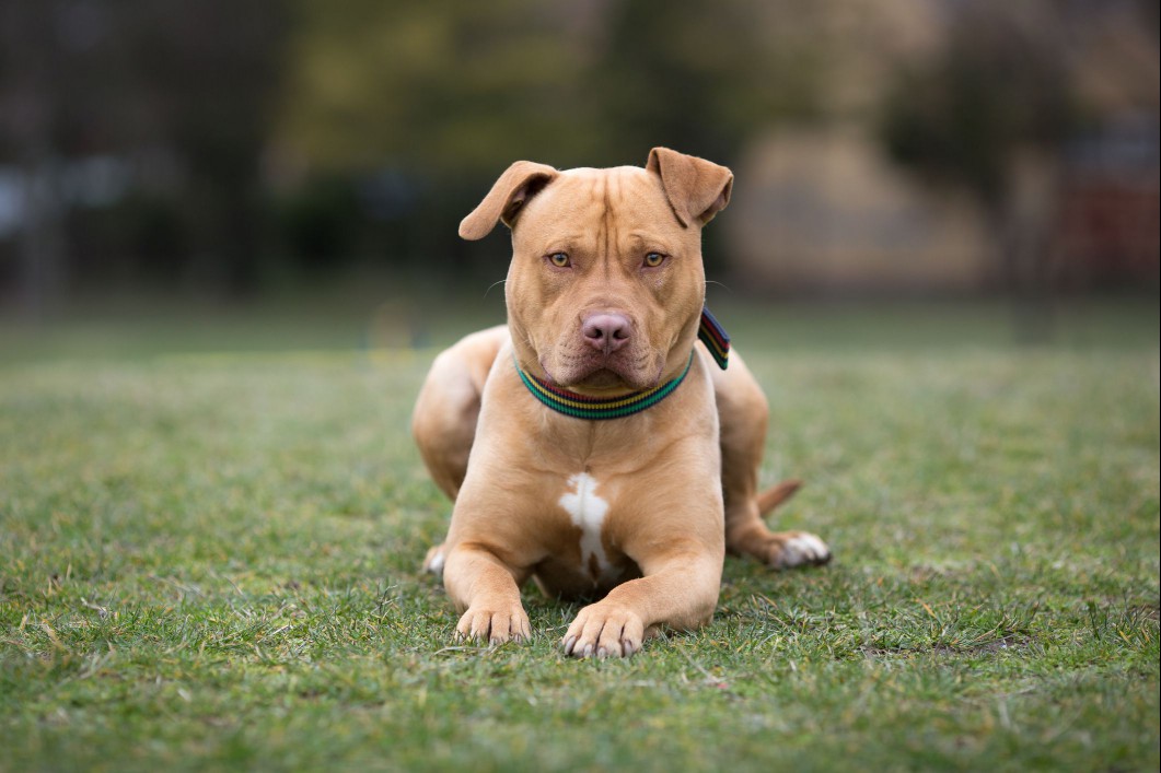 American Staffordshire terrier lying in grass