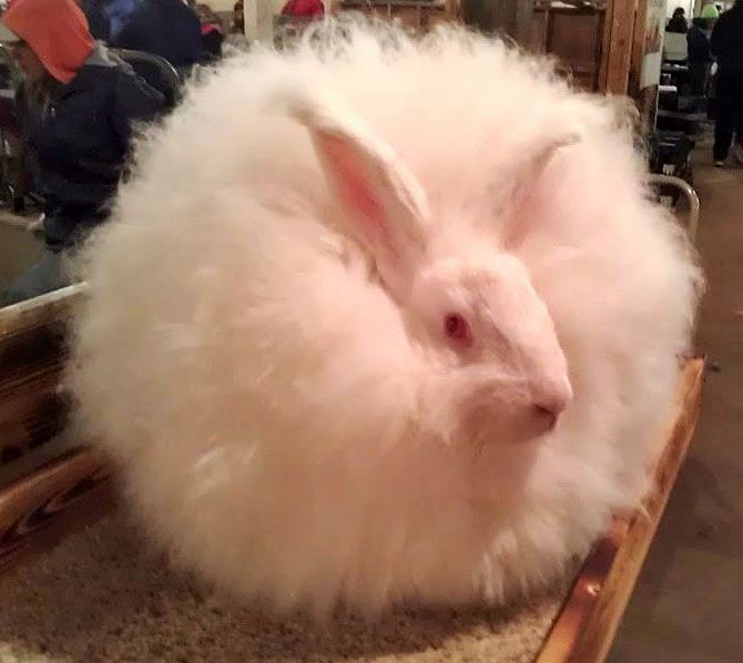 White giant angora rabbit sitting on a table.