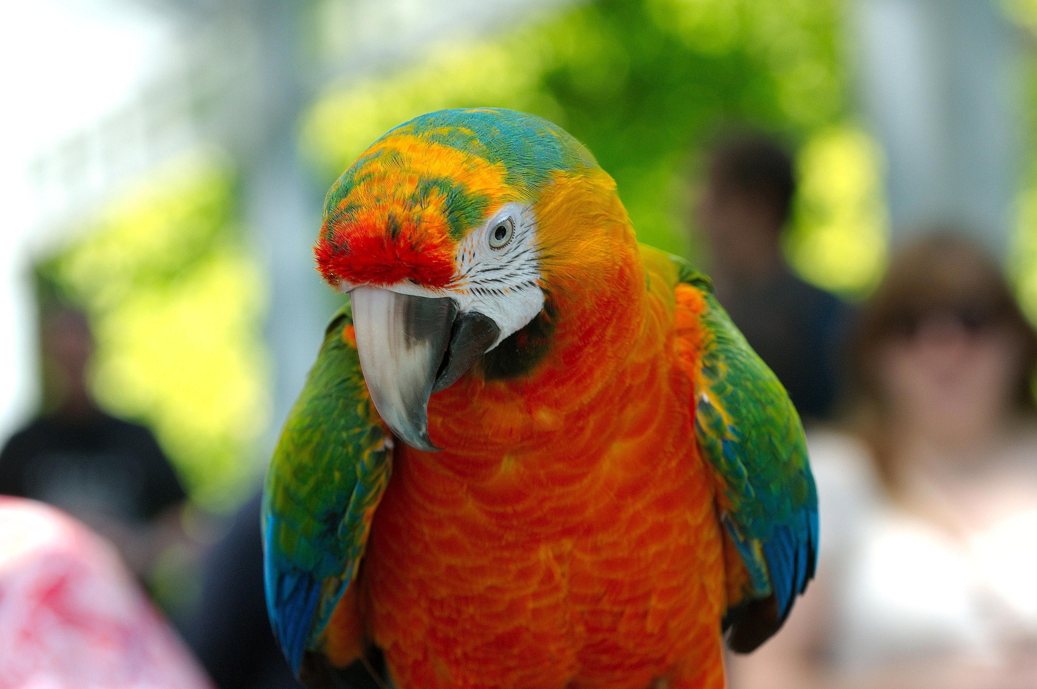 Ana hybrid macaw