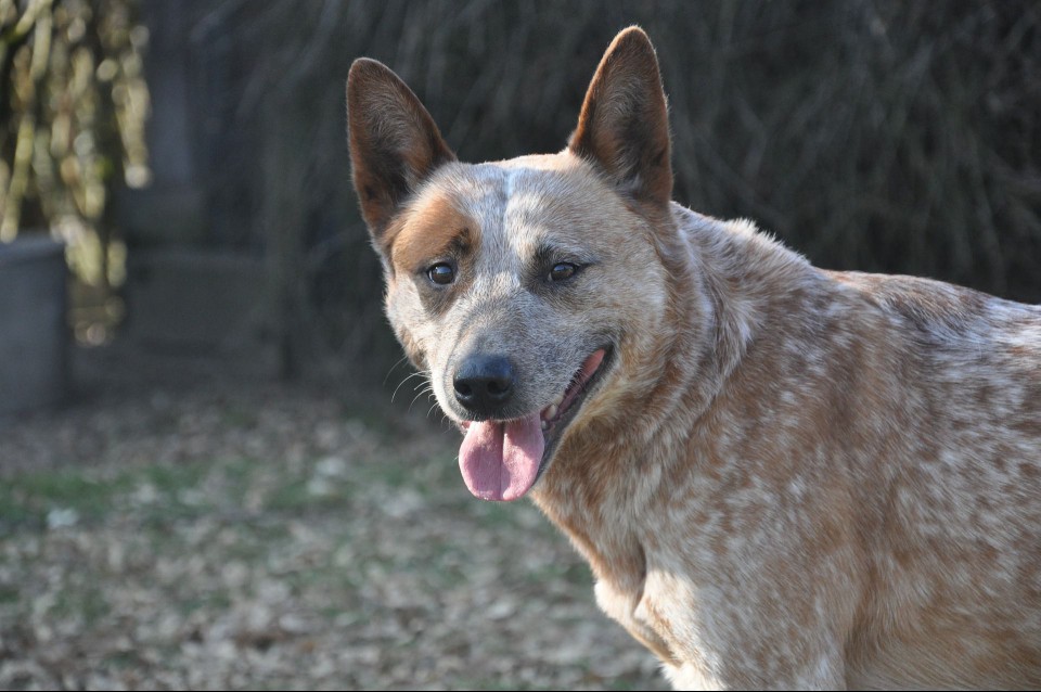 red Australian cattle dog