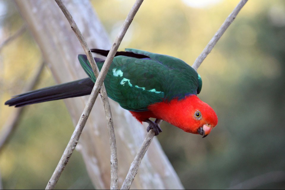 Australian King Parrots