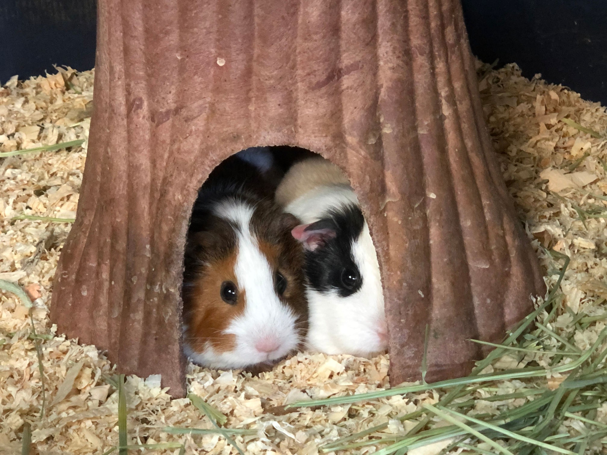 baby guinea pigs