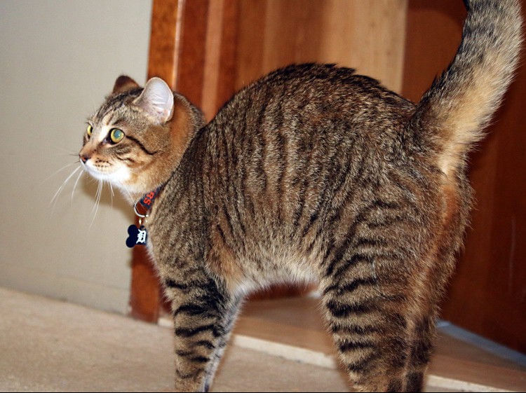 A cat with sideways ears and arched back