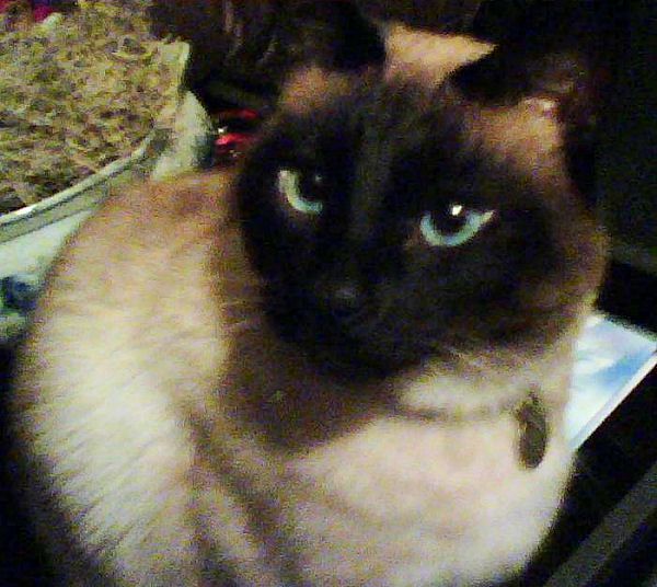 Photo of Siamese Cat Bailey