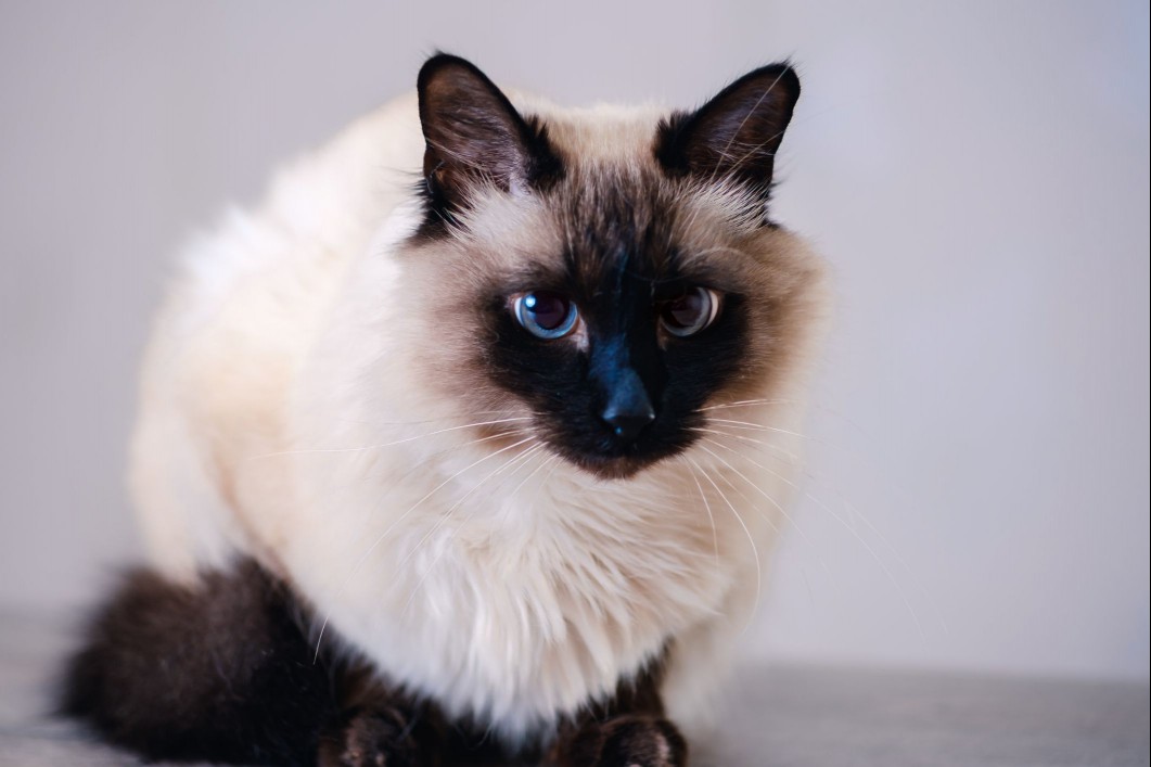 Balinese cat breed portrait