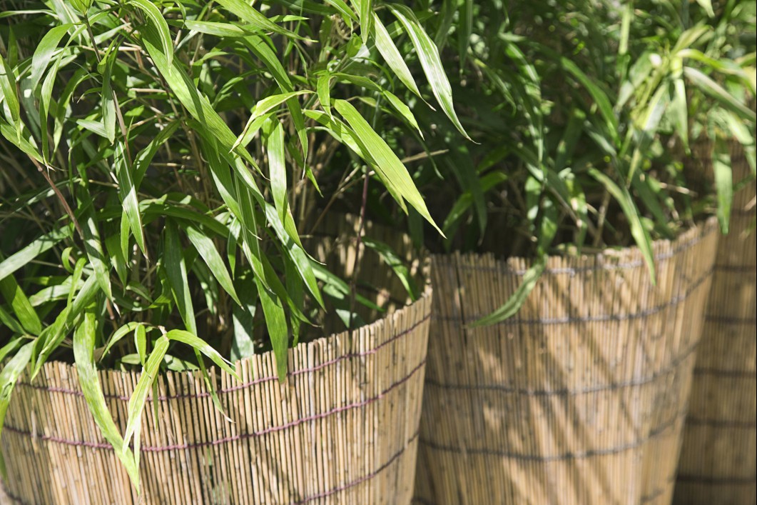 Bamboo Plants