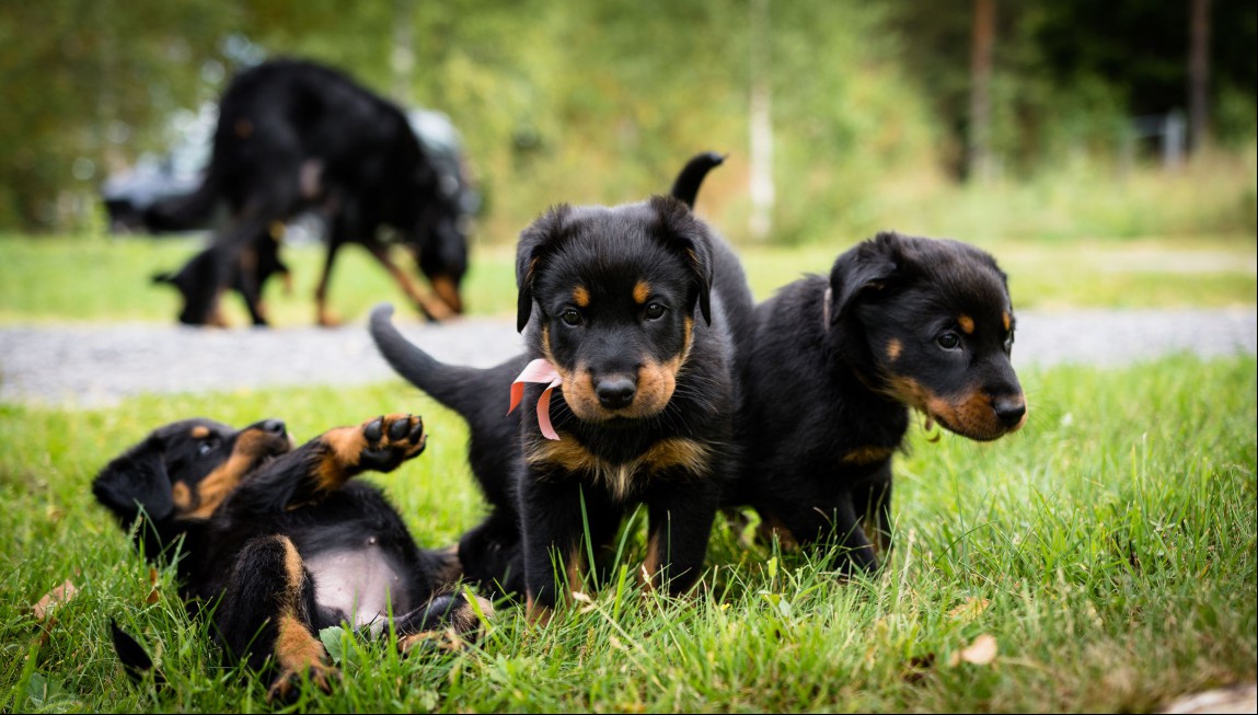 Beauceron puppies