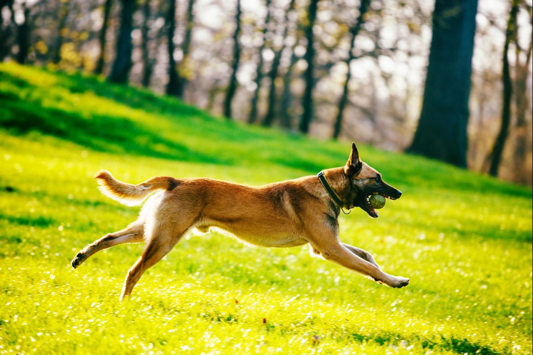 Belgian Malinois running outside