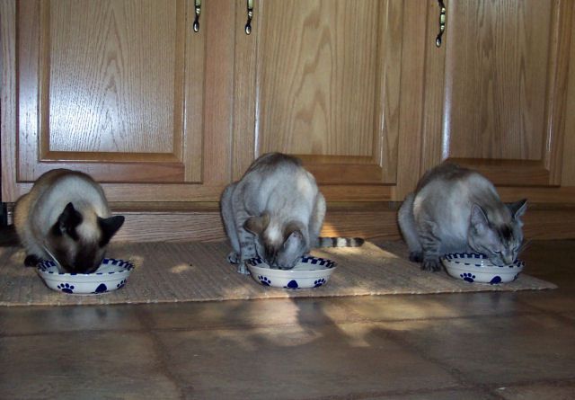 Photo of Siamese cats, Bitsy, Pepper, and Poppy