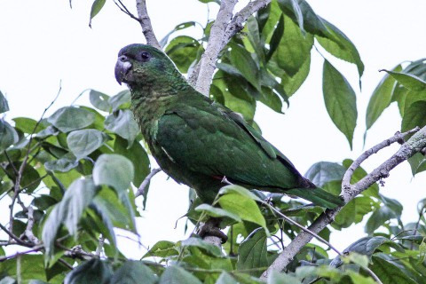 black-billed Amazon parrot standing on tree branch