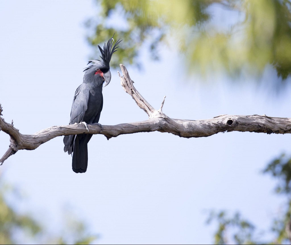 Black Palm Cockatoos