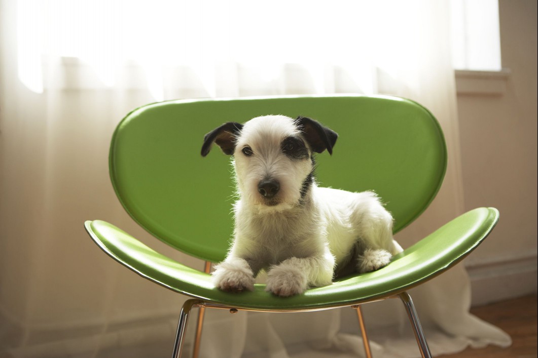 Black and white Jack Russell Terrier lying on green chair