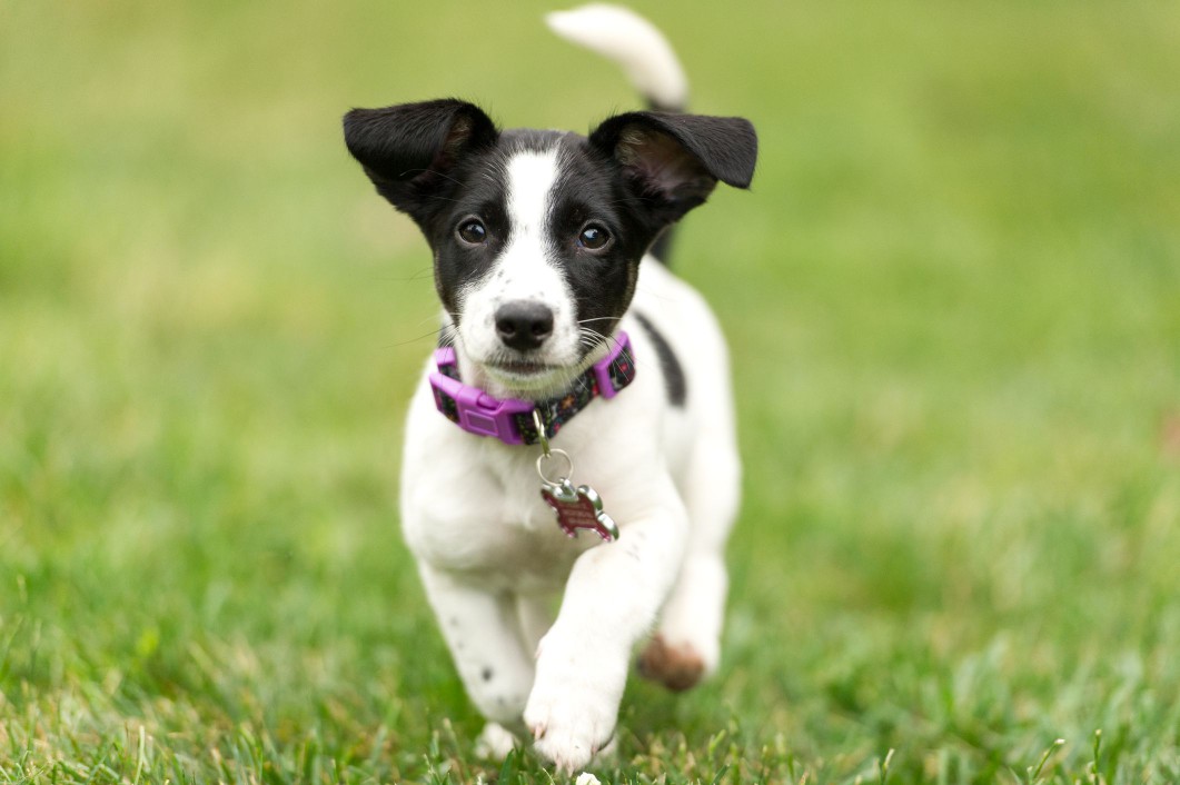 Jack Russell Terrier black and white puppy walking in grass