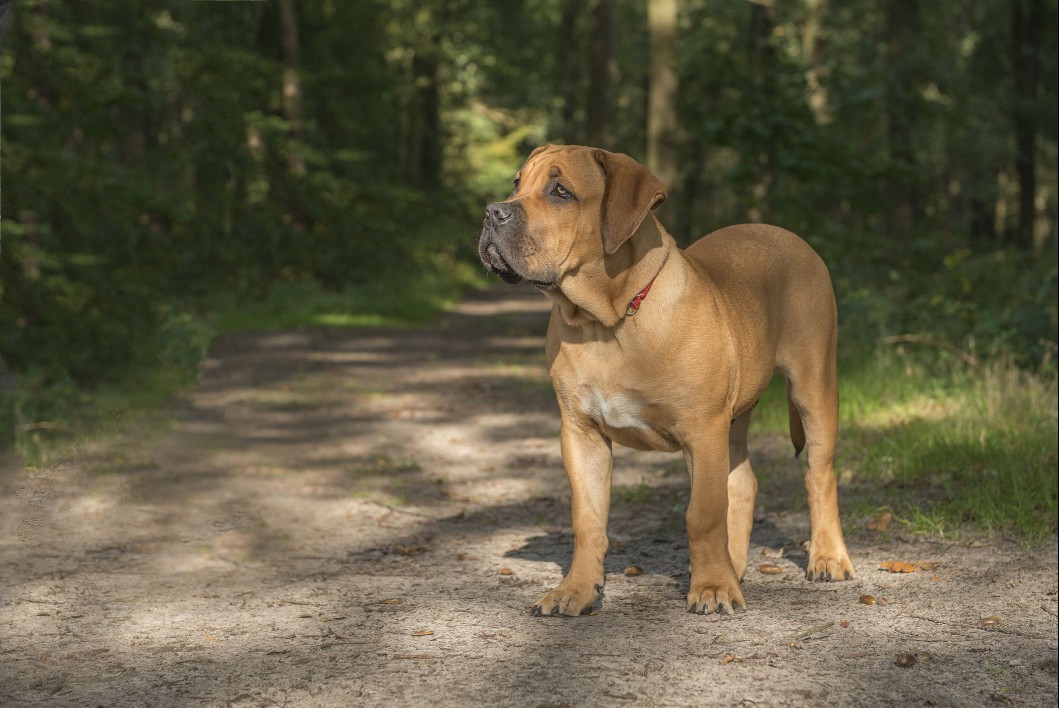 Boerboel standing on a path