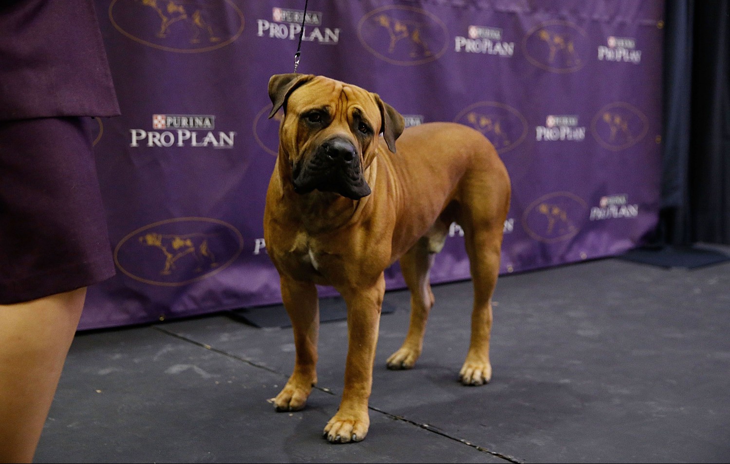 Boerboel breed on display at the 140th annual Westminster Kennel Club Dog Show on Jan. 21, 2016