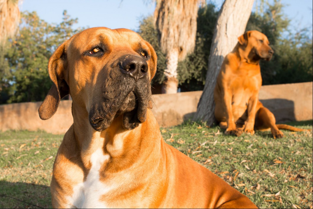 Boerboel sitting outside