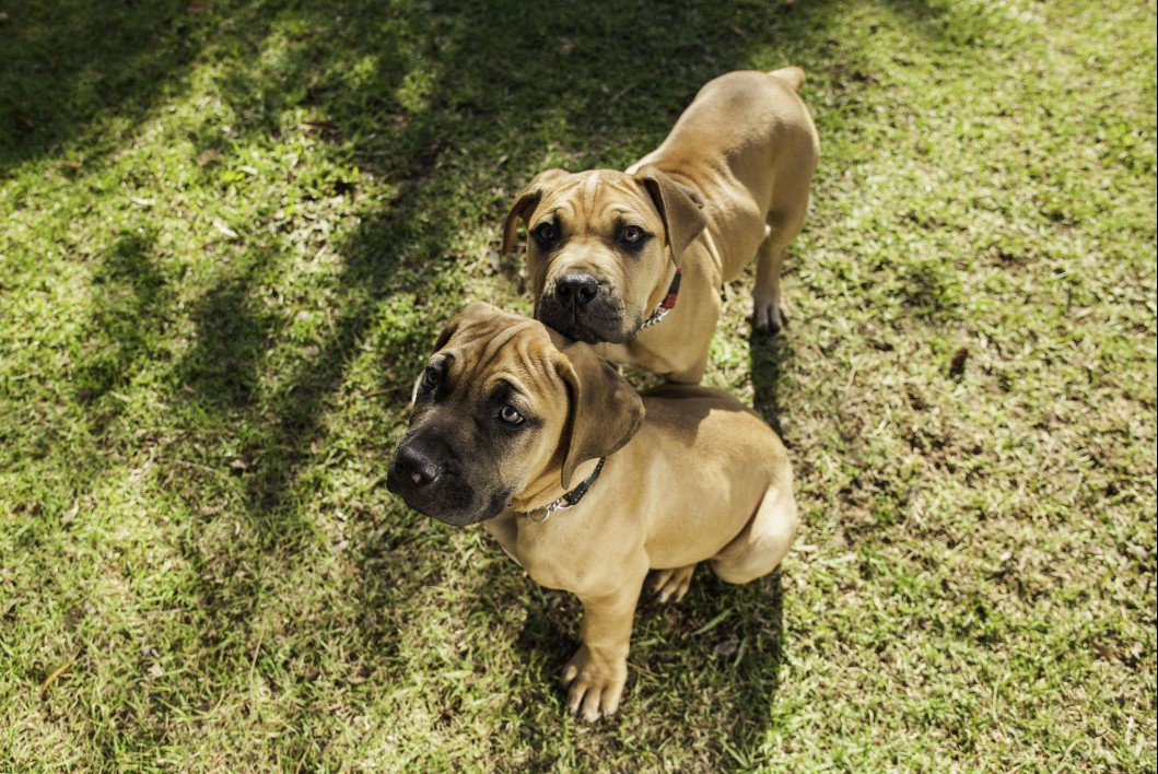 Boerboel puppies outside