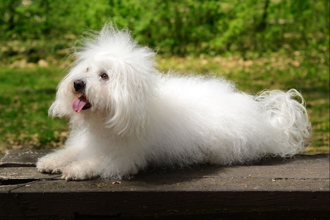 Bolognese dog outside