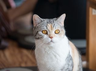 American Wirehair: Cat Breed Profile, Characteristics & Care