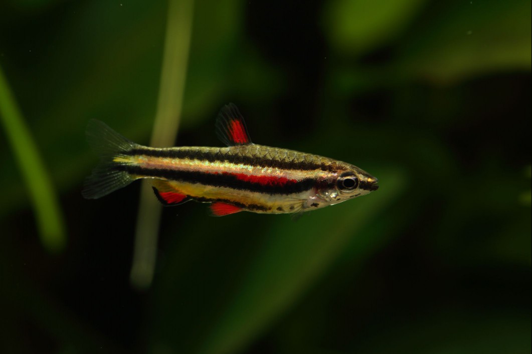 Dwarf pencilfish